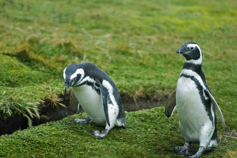 20071214 111236 D200 3900x2600.jpg - March of the Penguins, Otway Sound, Punta Arenas, Chile